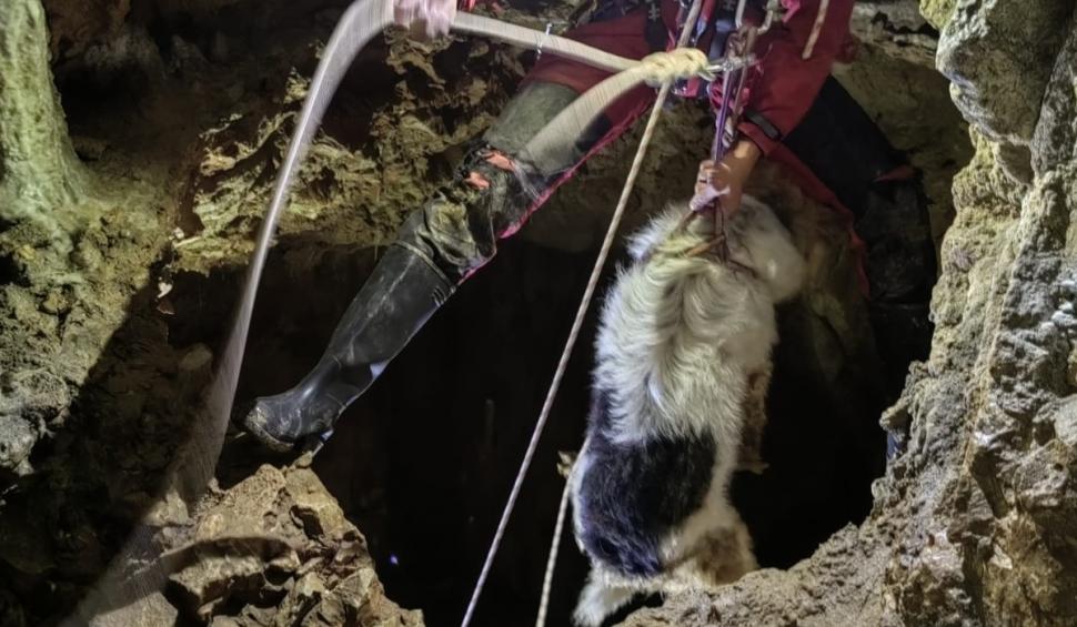 „Învăţătură...să nu păţiţi ca Bobiţă". Un câine căzut într-o galerie din peștera Meziad a fost salvat de speologi 924218
