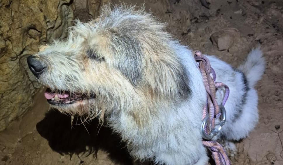 „Învăţătură...să nu păţiţi ca Bobiţă". Un câine căzut într-o galerie din peștera Meziad a fost salvat de speologi 924223