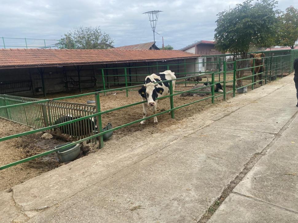 Polițiștii s-au dus la Nuțu Cămătaru să caute un cal furat și au găsit cămile, un cangur alb și maimuțe 924056