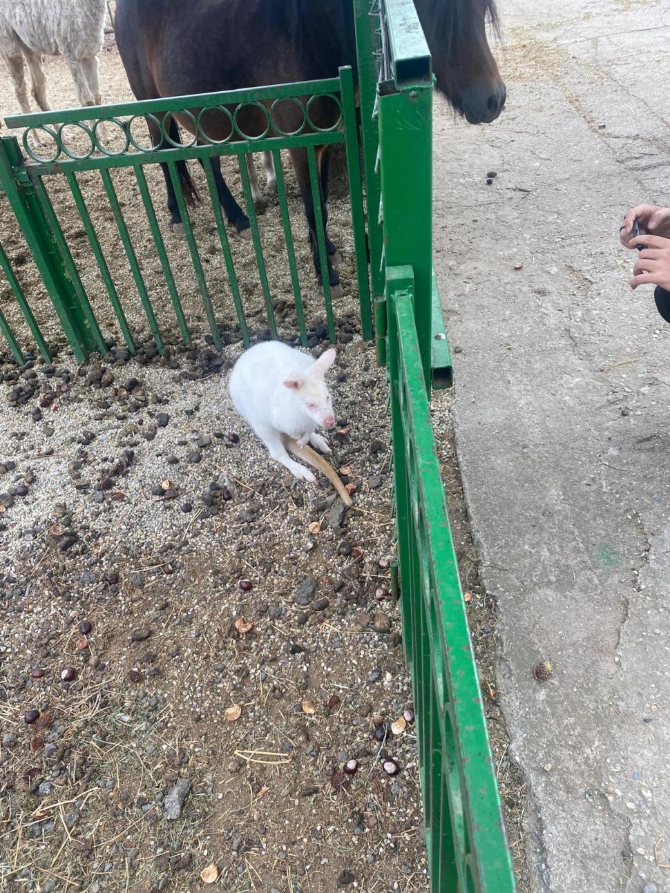 Polițiștii s-au dus la Nuțu Cămătaru să caute un cal furat și au găsit cămile, un cangur alb și maimuțe 924058