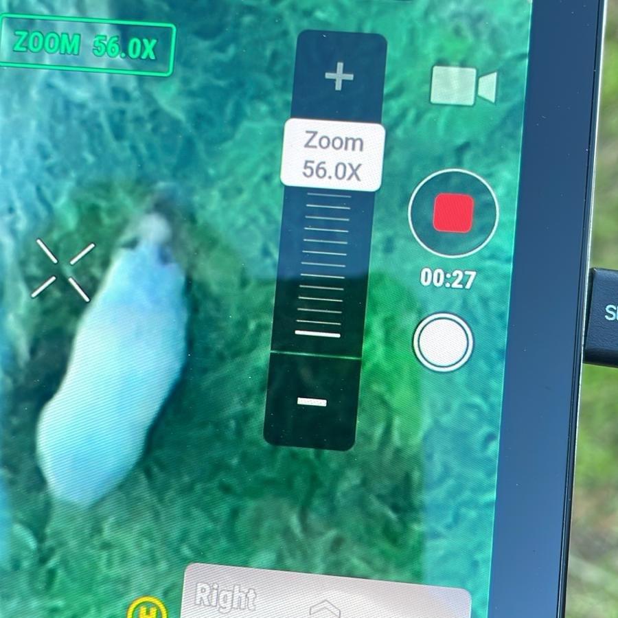 Capibară, celebră în toată lumea după ce a evadat de la Zoo. A fost căutată 7 zile: „Suntem încântați că Scorțișoara s-a întors” 924559