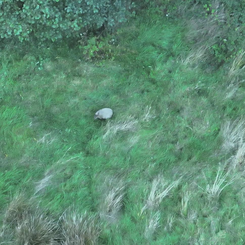 Capibară, celebră în toată lumea după ce a evadat de la Zoo. A fost căutată 7 zile: „Suntem încântați că Scorțișoara s-a întors” 924560