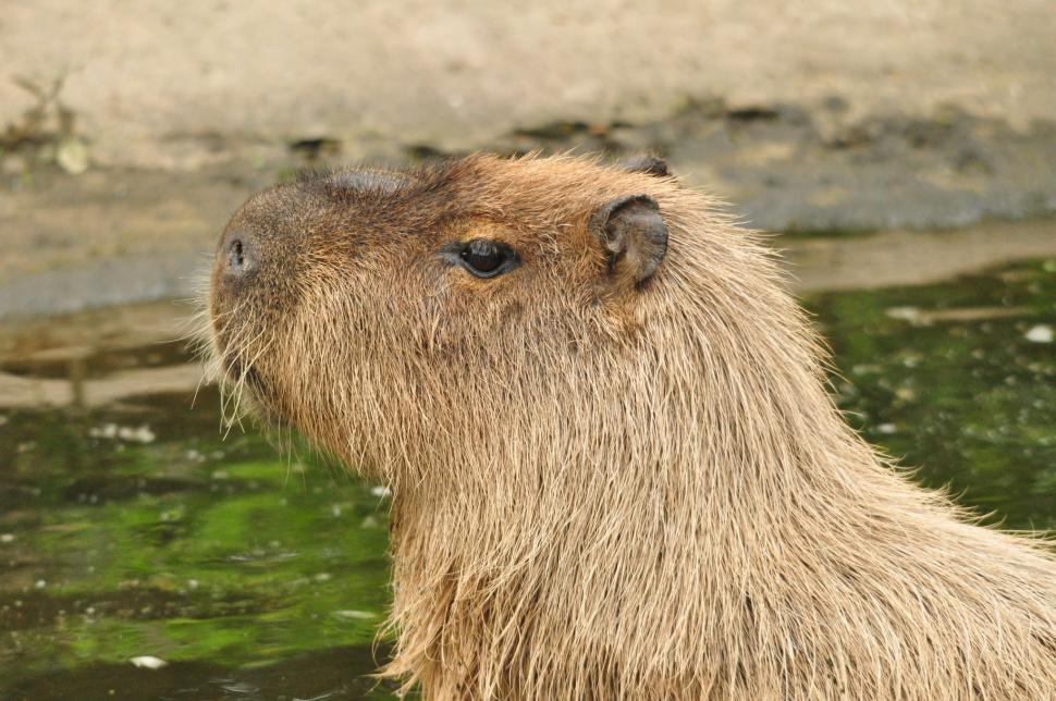 Capibară, celebră în toată lumea după ce a evadat de la Zoo. A fost căutată 7 zile: „Suntem încântați că Scorțișoara s-a întors” 924561