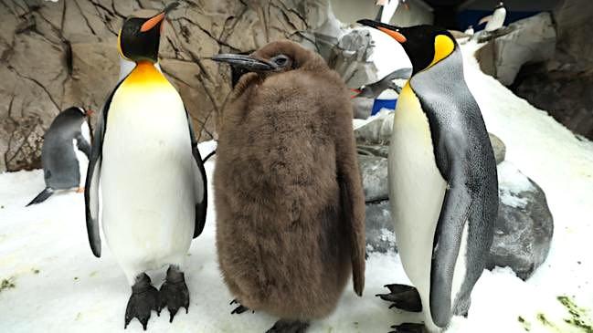 Pesto, puiul de pinguin imperial celebru pe TikTok. La doar 9 luni cântărește la fel de mult ca ambii săi părinți la un loc 924393