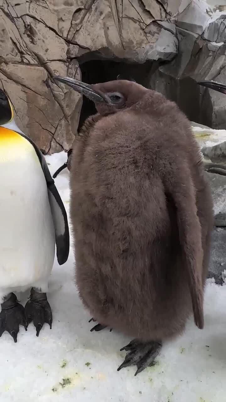 Pesto, puiul de pinguin imperial celebru pe TikTok. La doar 9 luni cântărește la fel de mult ca ambii săi părinți la un loc 924397
