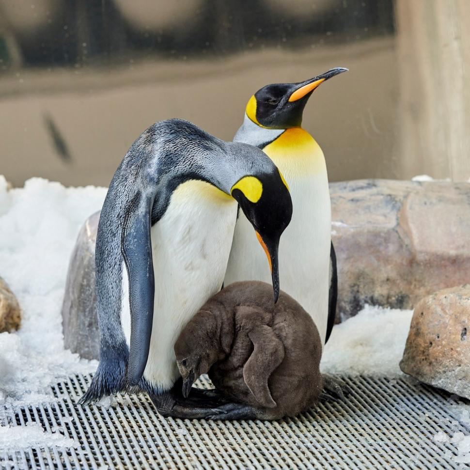 Pesto, puiul de pinguin imperial celebru pe TikTok. La doar 9 luni cântărește la fel de mult ca ambii săi părinți la un loc 924404