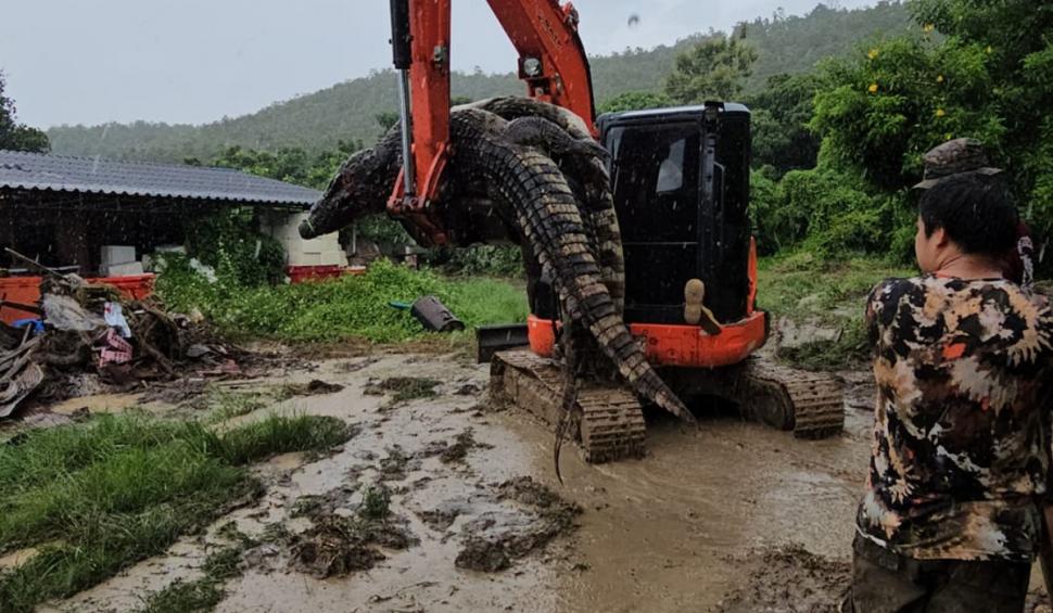 125 de crocodili, crescuţi de un fermier de 17 ani, au fost ucişi după ce autorităţile au refuzat să îi mute din calea viiturilor 925309