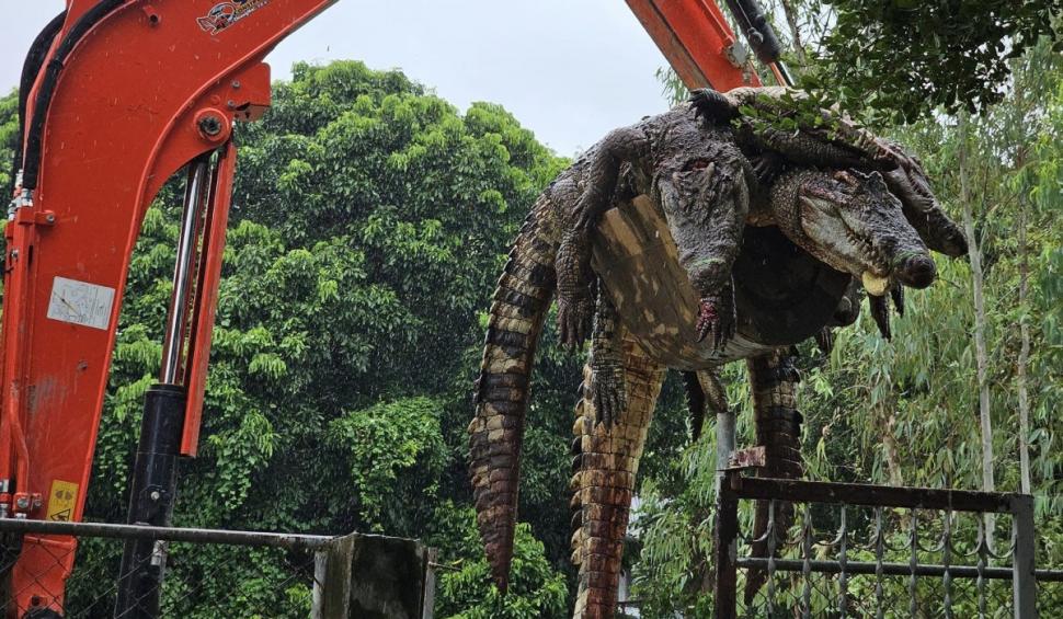 125 de crocodili, crescuţi de un fermier de 17 ani, au fost ucişi după ce autorităţile au refuzat să îi mute din calea viiturilor 925310