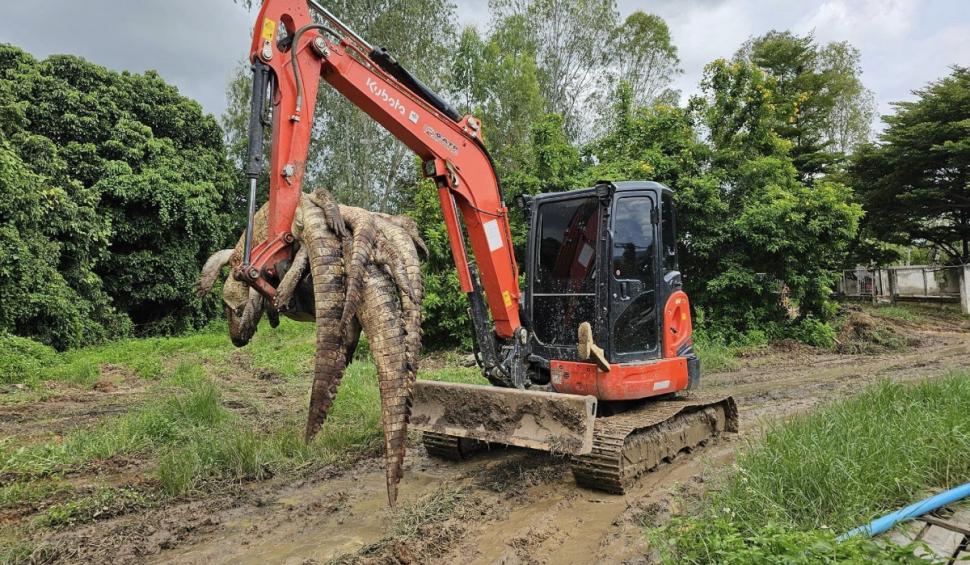 125 de crocodili, crescuţi de un fermier de 17 ani, au fost ucişi după ce autorităţile au refuzat să îi mute din calea viiturilor 925311