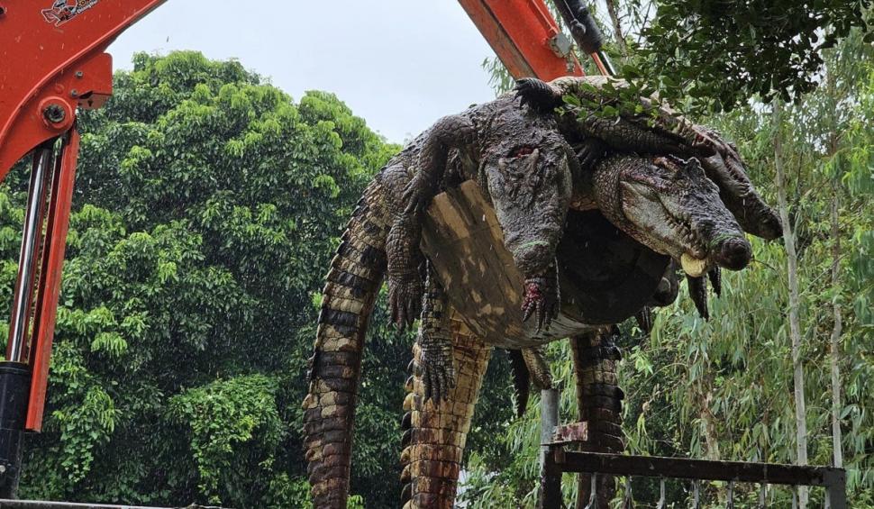 125 de crocodili, crescuţi de un fermier de 17 ani, au fost ucişi după ce autorităţile au refuzat să îi mute din calea viiturilor 925312