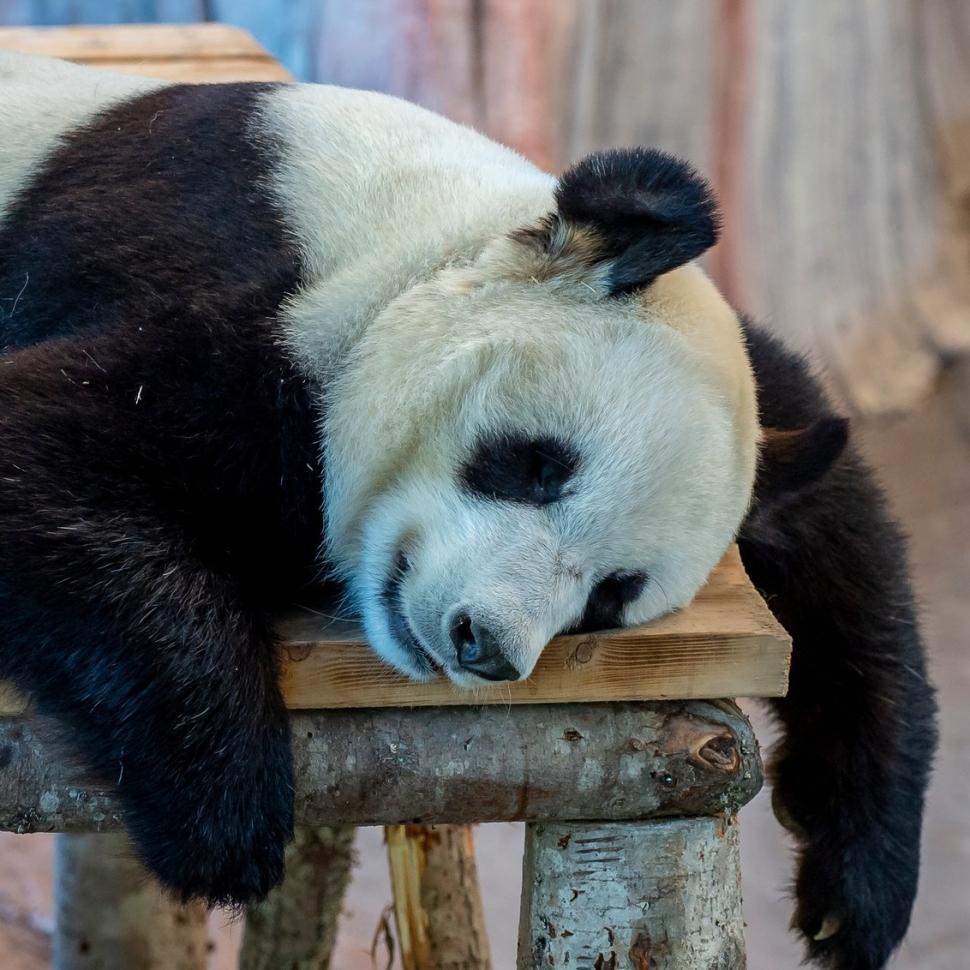 O grădină zoologică din Finlanda trimite înapoi în China doi panda și dă vina pe inflație  925168