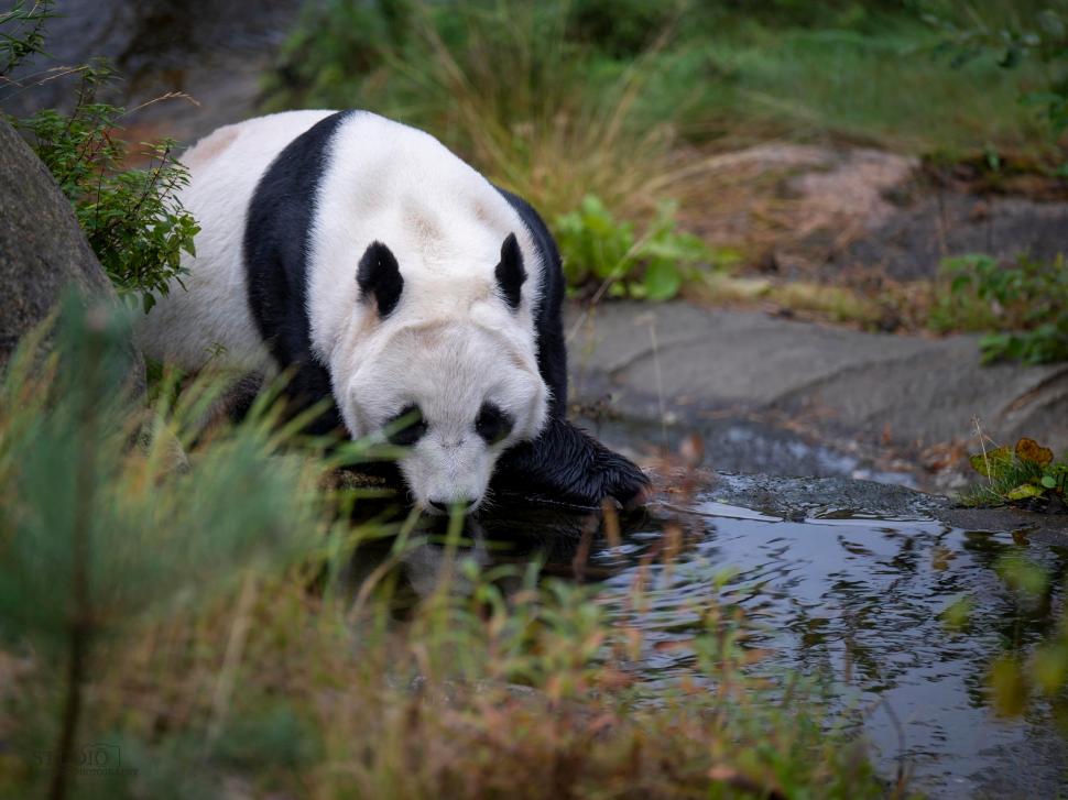 O grădină zoologică din Finlanda trimite înapoi în China doi panda și dă vina pe inflație  925169