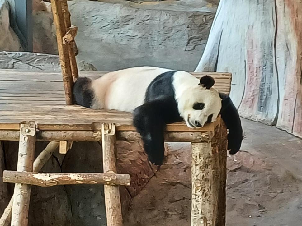 O grădină zoologică din Finlanda trimite înapoi în China doi panda și dă vina pe inflație  925172