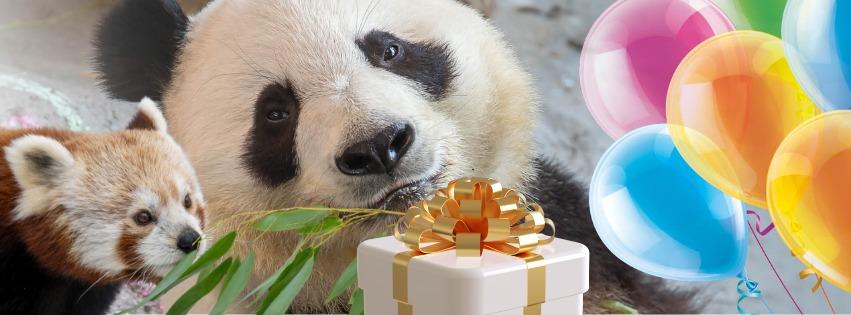 O grădină zoologică din Finlanda trimite înapoi în China doi panda și dă vina pe inflație  925174