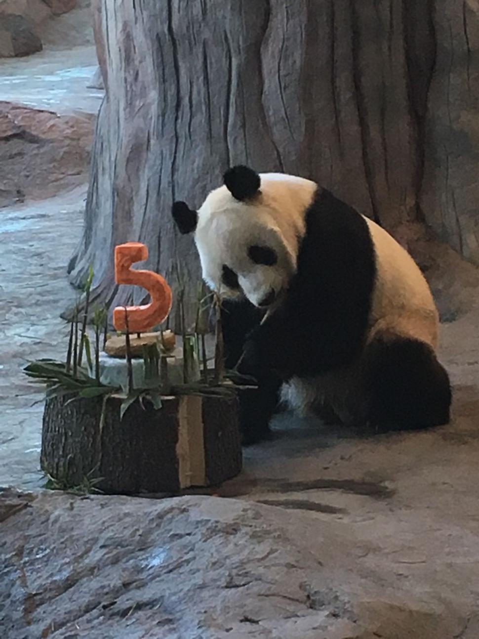 O grădină zoologică din Finlanda trimite înapoi în China doi panda și dă vina pe inflație  925175
