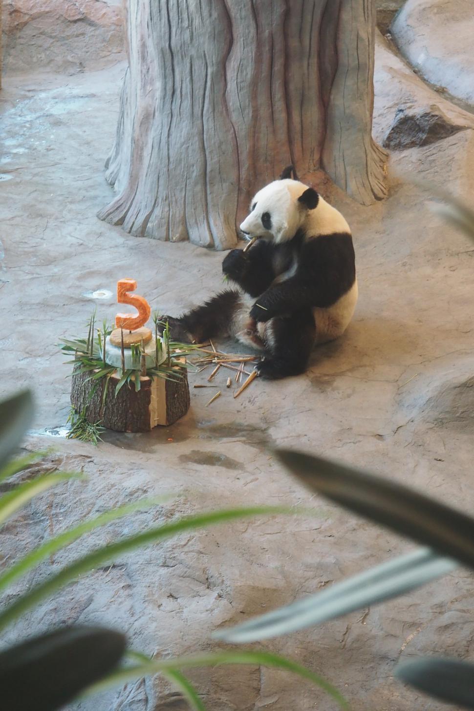 O grădină zoologică din Finlanda trimite înapoi în China doi panda și dă vina pe inflație  925176