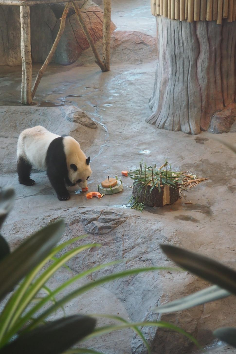 O grădină zoologică din Finlanda trimite înapoi în China doi panda și dă vina pe inflație  925178