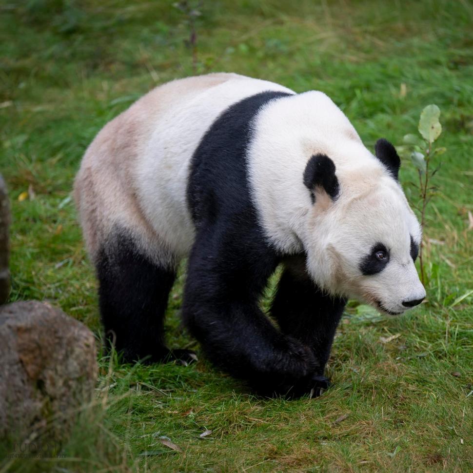 O grădină zoologică din Finlanda trimite înapoi în China doi panda și dă vina pe inflație  925180