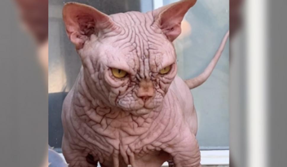 Pisicile XL Bully, noua obsesie în rândul iubitorilor de feline care a îngrijorat Protecția Animalelor 925805