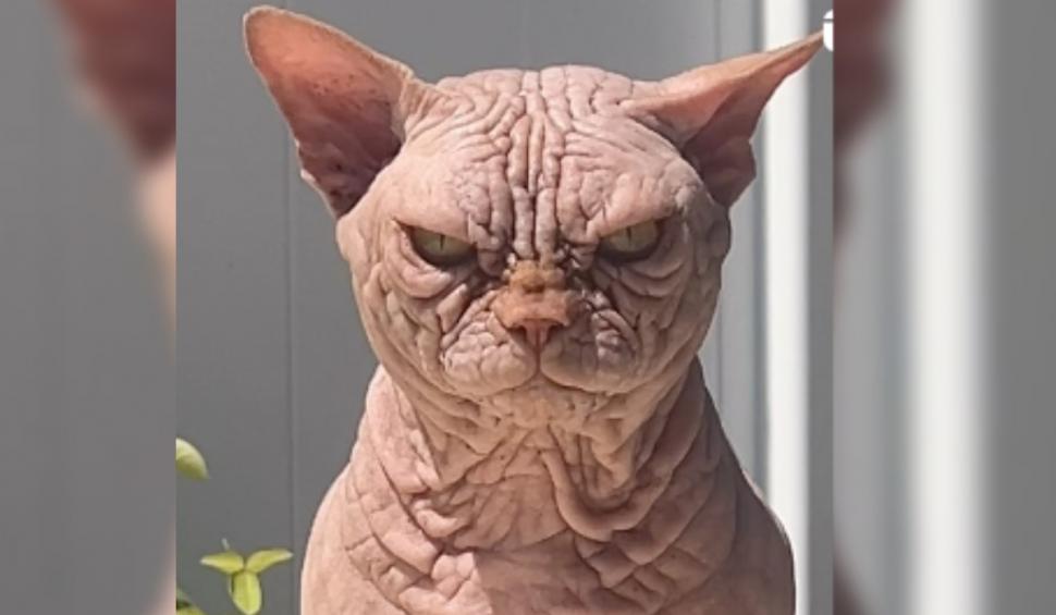 Pisicile XL Bully, noua obsesie în rândul iubitorilor de feline care a îngrijorat Protecția Animalelor 925806