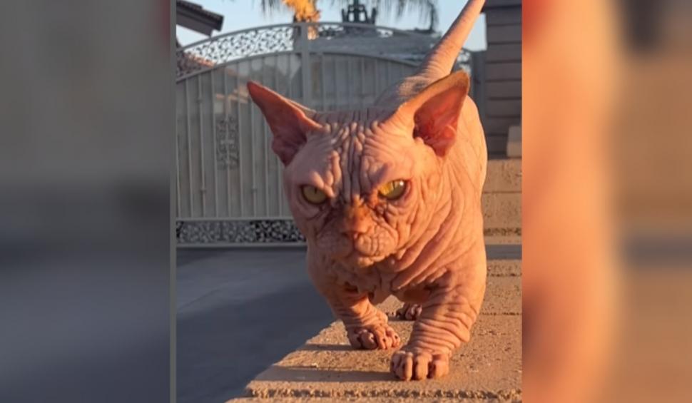 Pisicile XL Bully, noua obsesie în rândul iubitorilor de feline care a îngrijorat Protecția Animalelor 925807