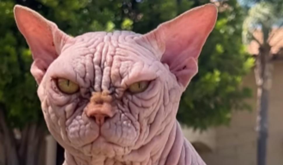 Pisicile XL Bully, noua obsesie în rândul iubitorilor de feline care a îngrijorat Protecția Animalelor 925808