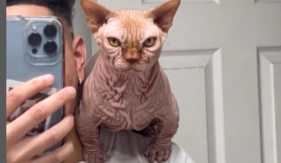 Pisicile XL Bully, noua obsesie în rândul iubitorilor de feline care a îngrijorat Protecția Animalelor 925809