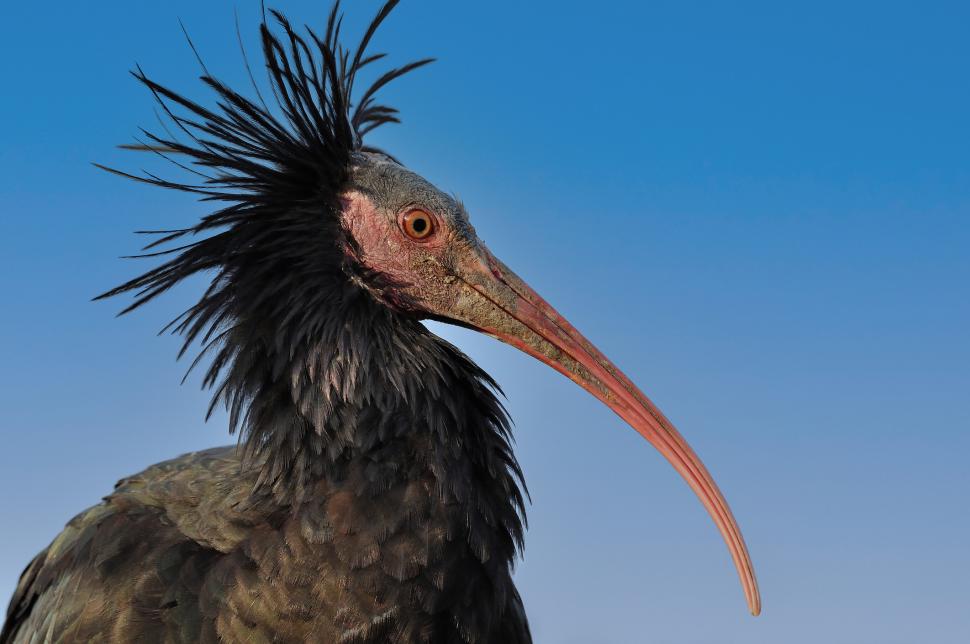 După ce aproape a dispărut pentru totdeauna, această pasăre străveche se întoarce pe cer 926210