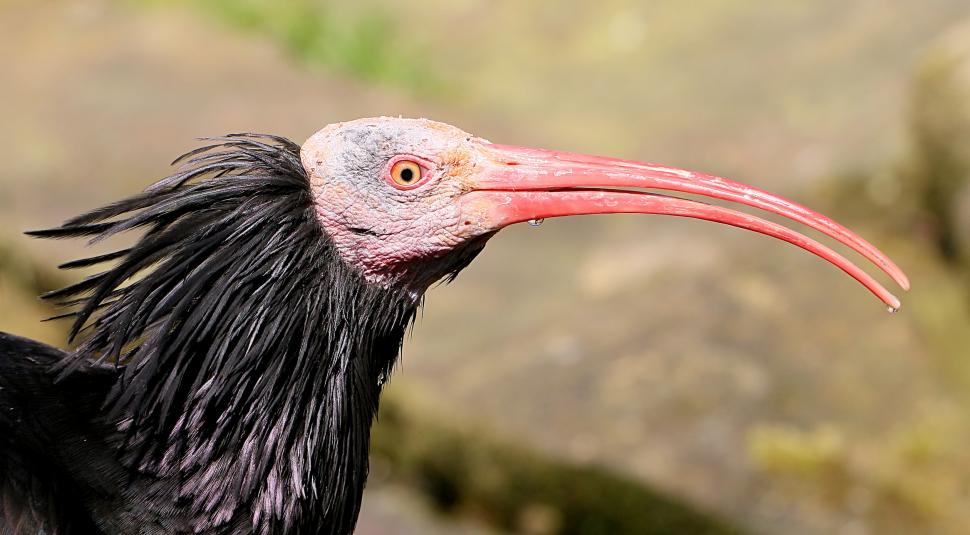 După ce aproape a dispărut pentru totdeauna, această pasăre străveche se întoarce pe cer 926211