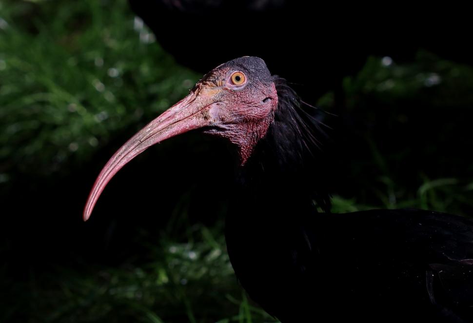 După ce aproape a dispărut pentru totdeauna, această pasăre străveche se întoarce pe cer 926212