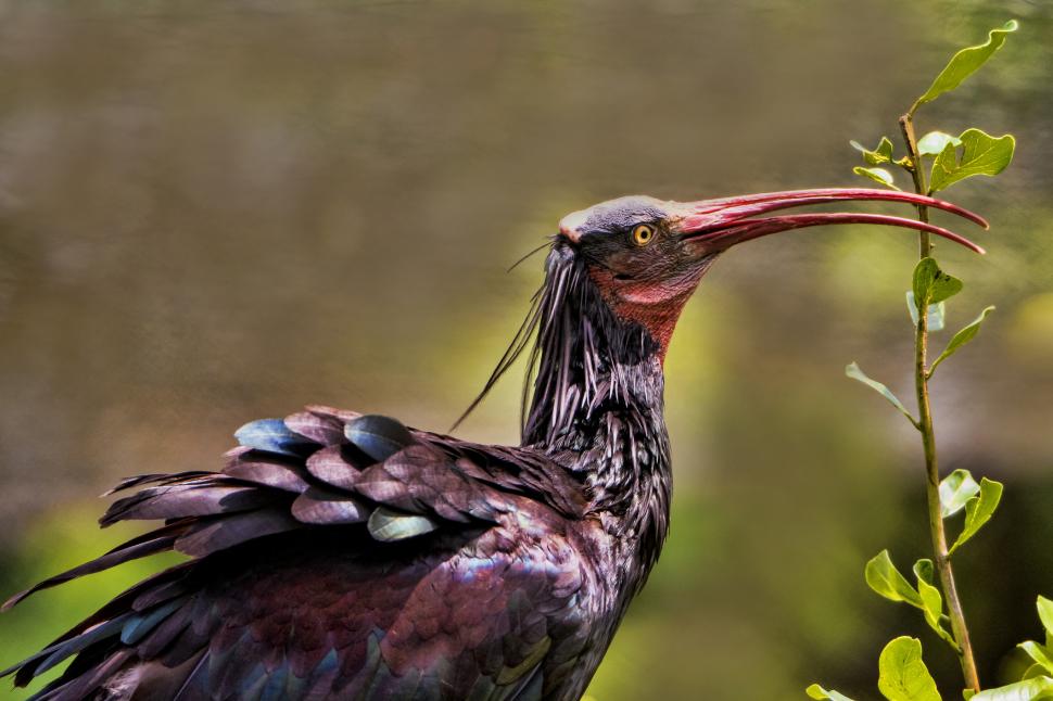 După ce aproape a dispărut pentru totdeauna, această pasăre străveche se întoarce pe cer 926214