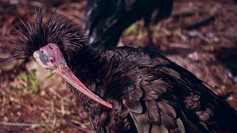 După ce aproape a dispărut pentru totdeauna, această pasăre străveche se întoarce pe cer 926220