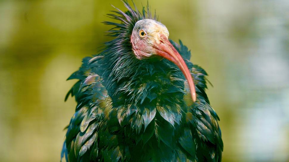 După ce aproape a dispărut pentru totdeauna, această pasăre străveche se întoarce pe cer 926221