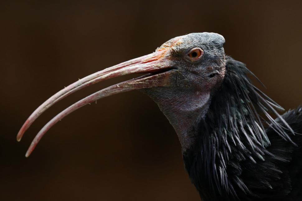 După ce aproape a dispărut pentru totdeauna, această pasăre străveche se întoarce pe cer 926224