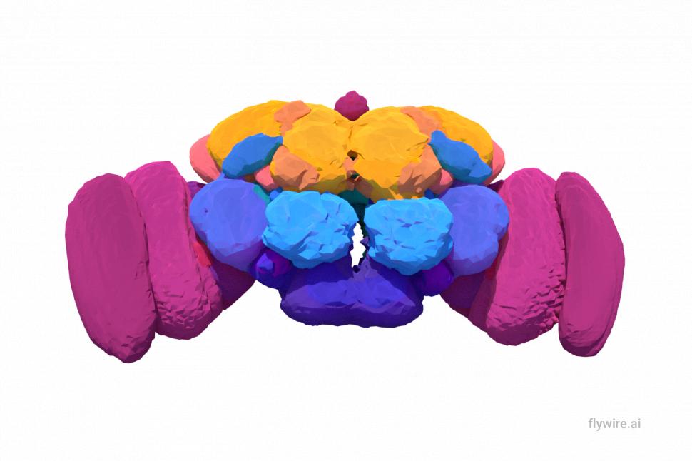 Descoperirea care poate transforma neuroștiința: Cum arată cea mai detaliată hartă a creierului unui animal adult realizată vreodată 926635