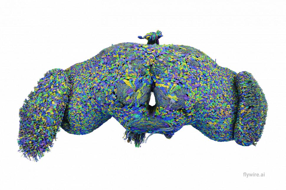 Descoperirea care poate transforma neuroștiința: Cum arată cea mai detaliată hartă a creierului unui animal adult realizată vreodată 926637