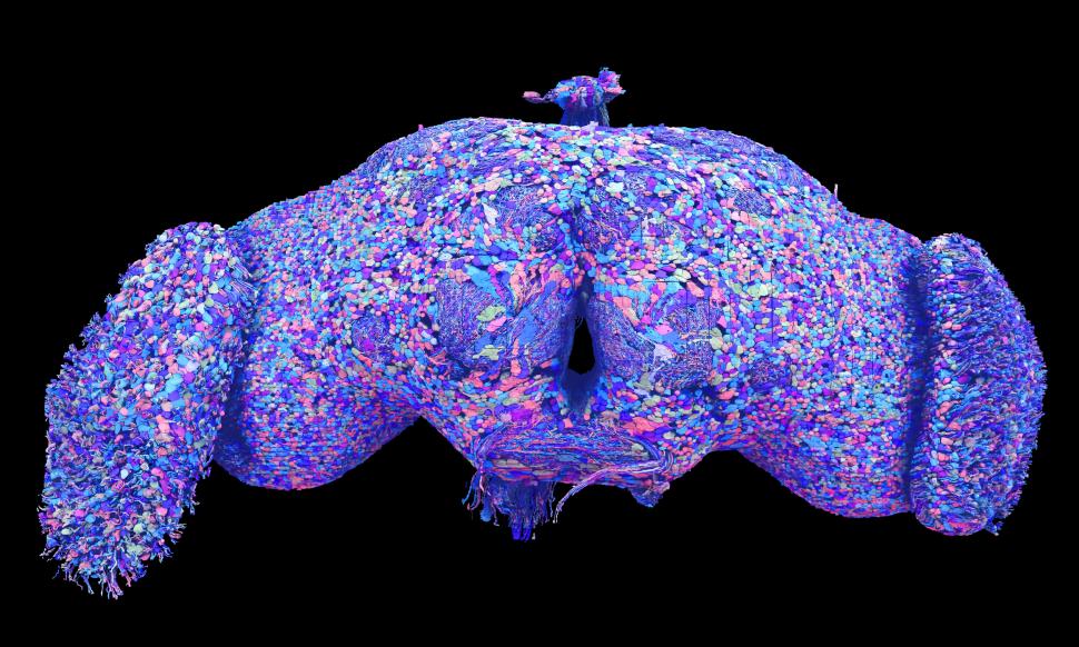 Descoperirea care poate transforma neuroștiința: Cum arată cea mai detaliată hartă a creierului unui animal adult realizată vreodată 926638