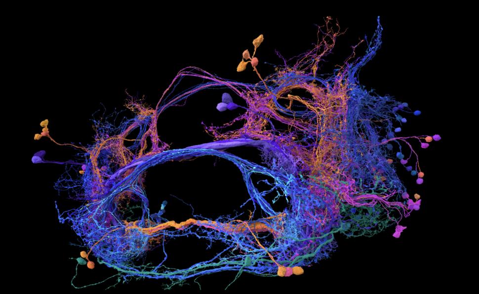 Descoperirea care poate transforma neuroștiința: Cum arată cea mai detaliată hartă a creierului unui animal adult realizată vreodată 926640