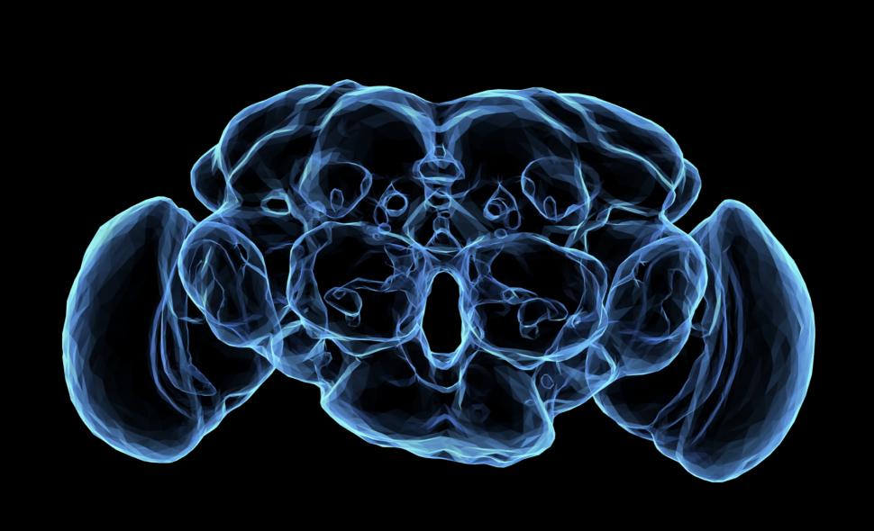 Descoperirea care poate transforma neuroștiința: Cum arată cea mai detaliată hartă a creierului unui animal adult realizată vreodată 926641