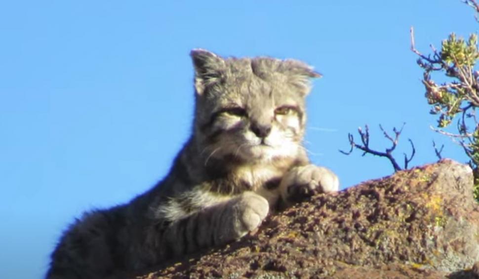 Pisica andină, pinguinul Humboldt și chinchilla, în pericol din cauza extinderii mineritului. Greenpeace face un apel de salvare 926642