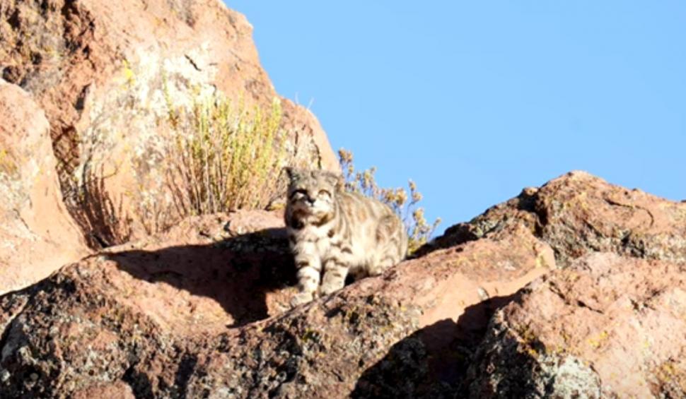 Pisica andină, pinguinul Humboldt și chinchilla, în pericol din cauza extinderii mineritului. Greenpeace face un apel de salvare 926643