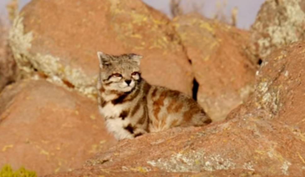 Pisica andină, pinguinul Humboldt și chinchilla, în pericol din cauza extinderii mineritului. Greenpeace face un apel de salvare 926644