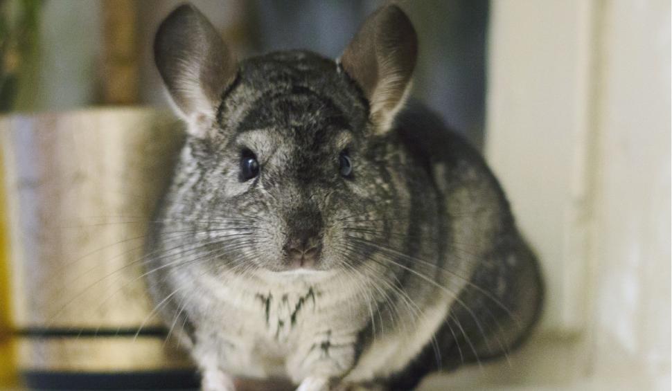 Pisica andină, pinguinul Humboldt și chinchilla, în pericol din cauza extinderii mineritului. Greenpeace face un apel de salvare 926646