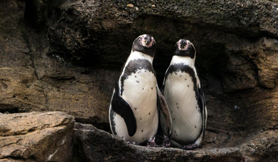 Pisica andină, pinguinul Humboldt și chinchilla, în pericol din cauza extinderii mineritului. Greenpeace face un apel de salvare 926647