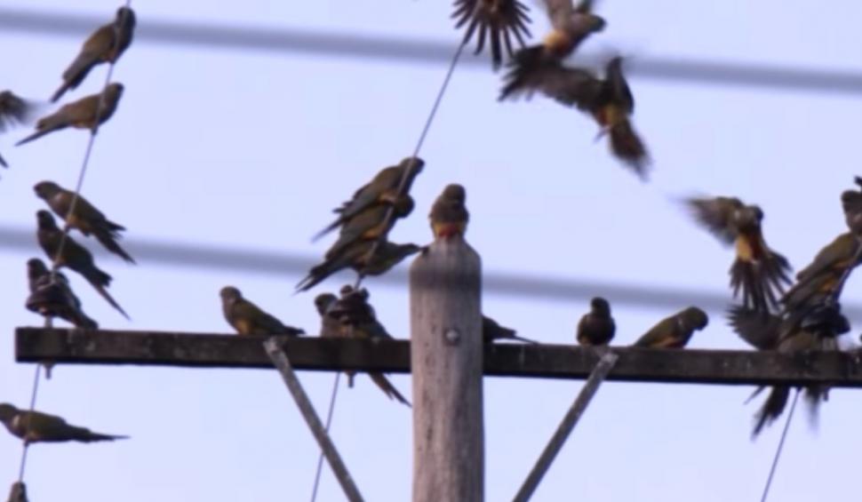 Sute de papagali au invadat un oraş din Argentina. Localnicii simt că trăiesc o versiune modernă din „Păsările” lui Hitchcock 926653