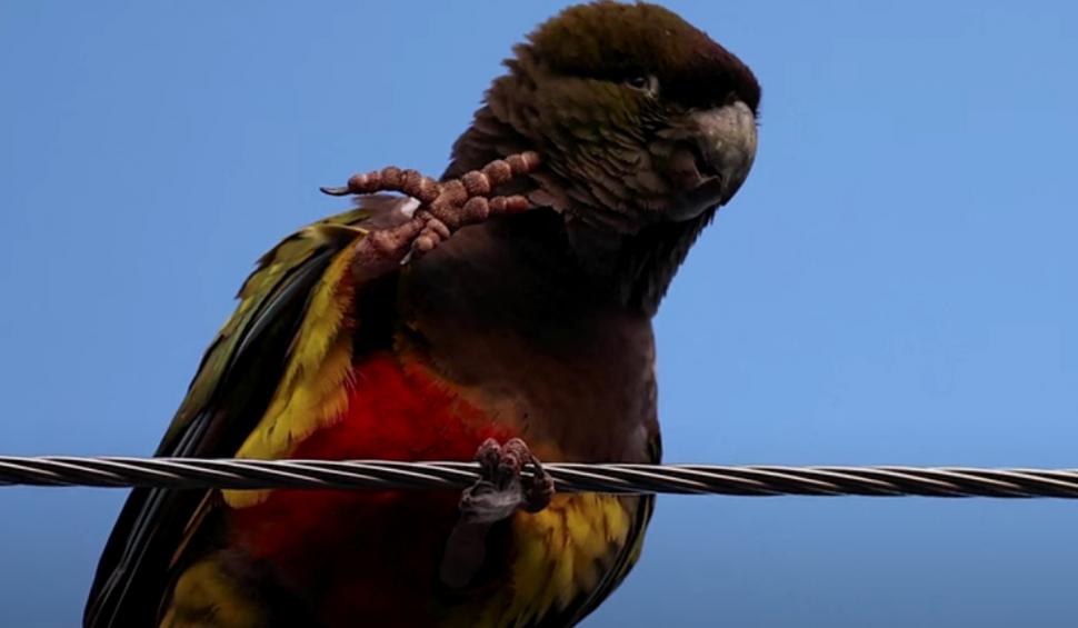 Sute de papagali au invadat un oraş din Argentina. Localnicii simt că trăiesc o versiune modernă din „Păsările” lui Hitchcock 926654