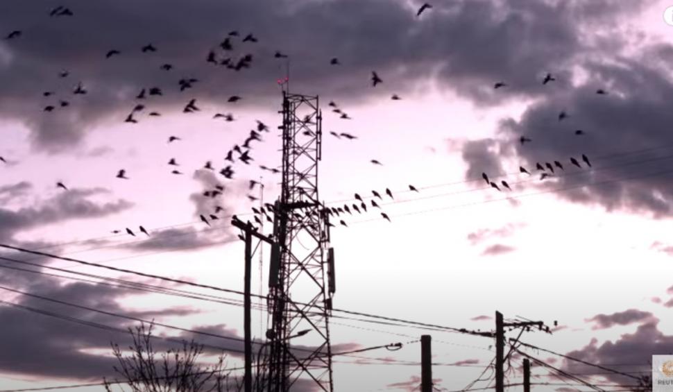 Sute de papagali au invadat un oraş din Argentina. Localnicii simt că trăiesc o versiune modernă din „Păsările” lui Hitchcock 926656