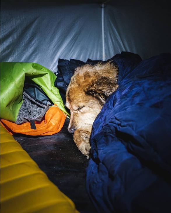 Un bărbat și câinele lui au mers pe jos în jurul lumii timp de 7 ani. Cea mai dureroasă provocare a fost atunci când s-au întors acasă 926555