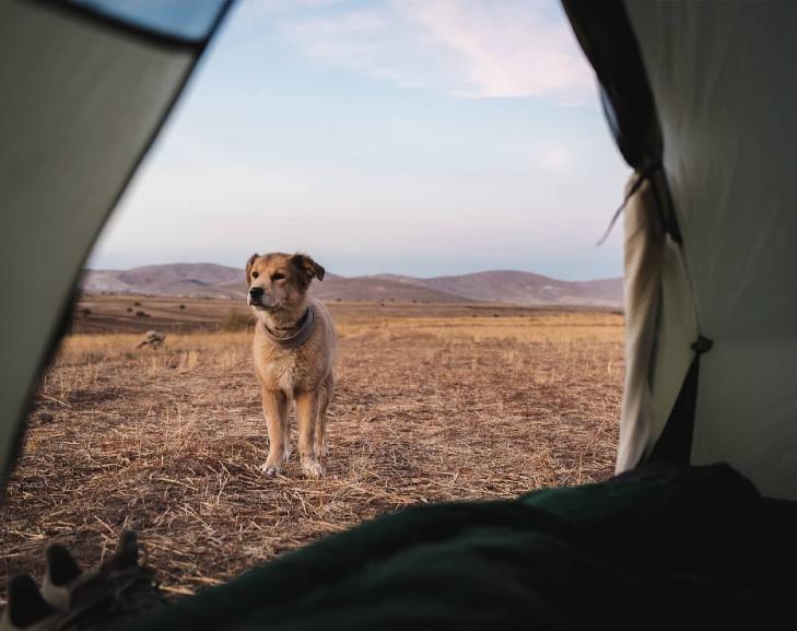 Un bărbat și câinele lui au mers pe jos în jurul lumii timp de 7 ani. Cea mai dureroasă provocare a fost atunci când s-au întors acasă 926556