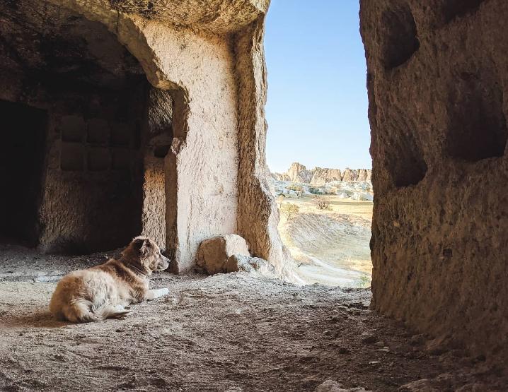 Un bărbat și câinele lui au mers pe jos în jurul lumii timp de 7 ani. Cea mai dureroasă provocare a fost atunci când s-au întors acasă 926557